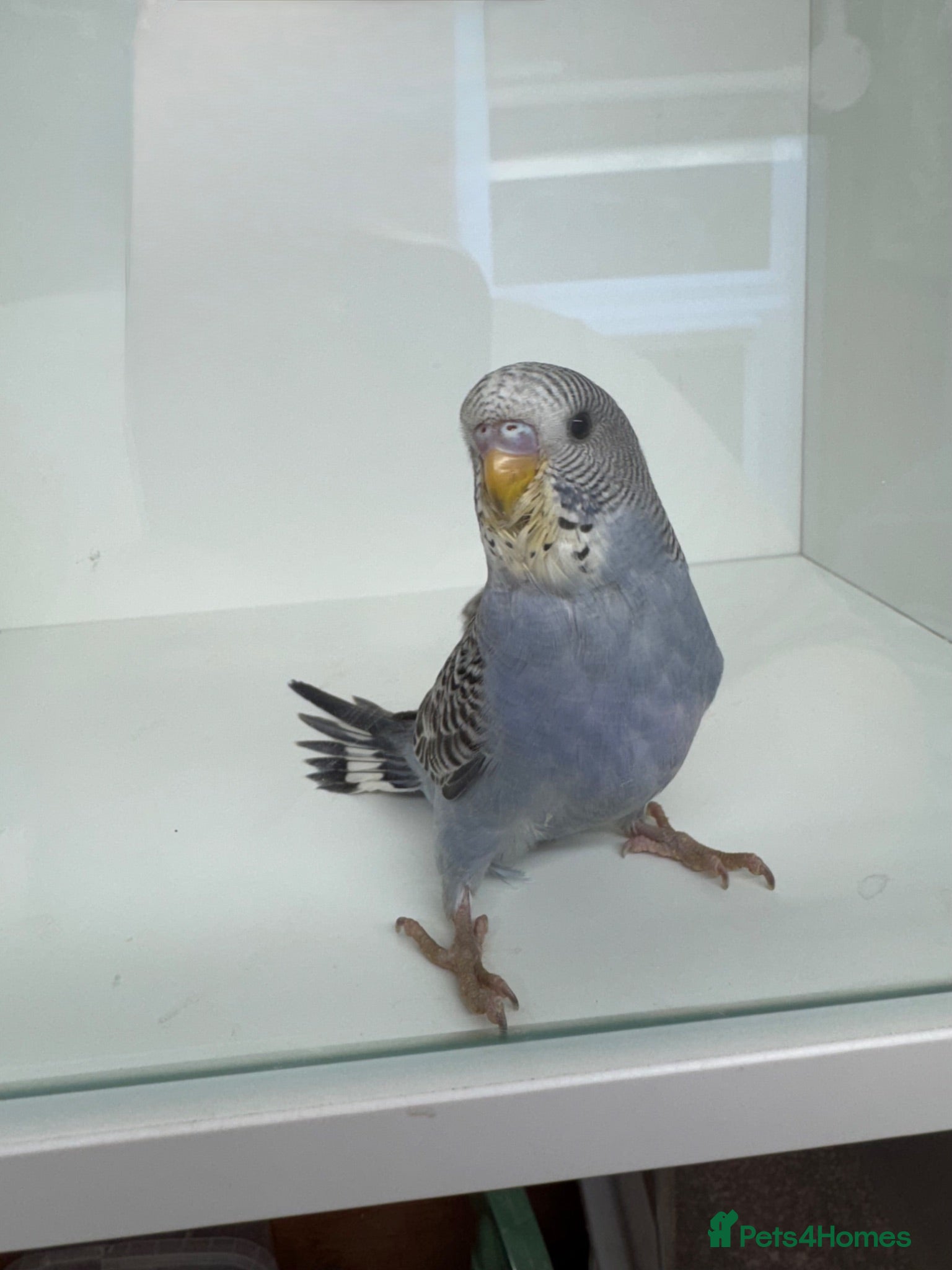 Budgerigars birds Beautiful baby budgies for sale - Advert 16