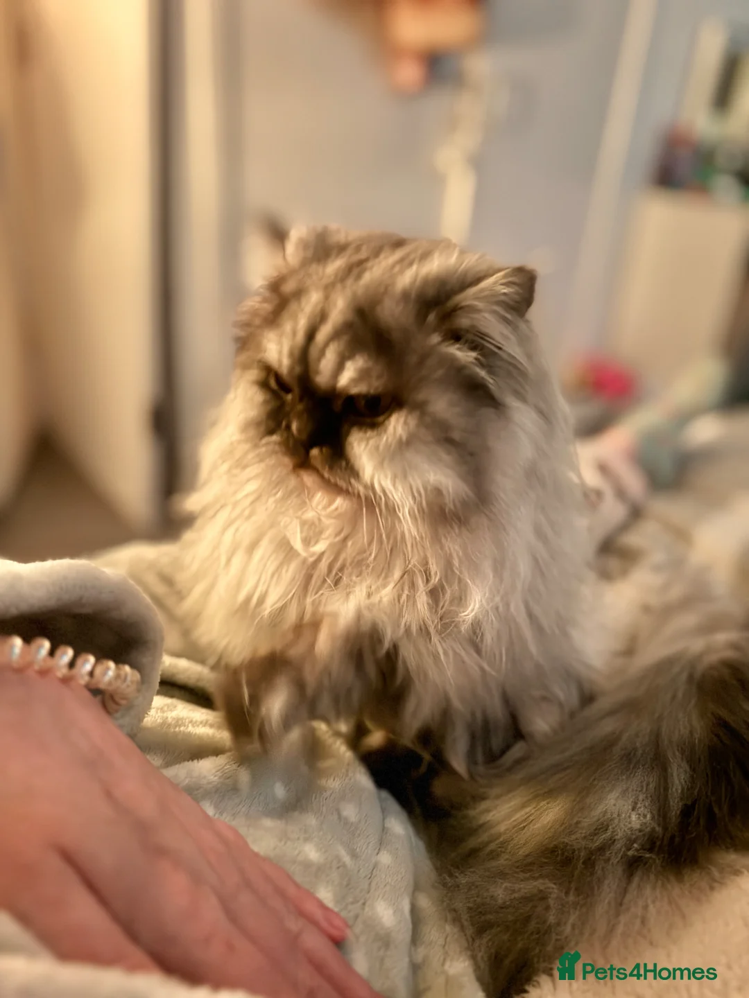 Persian cats for sale: Persian male in Ayr - Advert 7