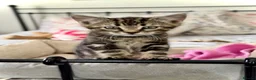 Mixed Breed cats for sale: Gorgeous silver & black tabby kitten needs love.  - Advert 8