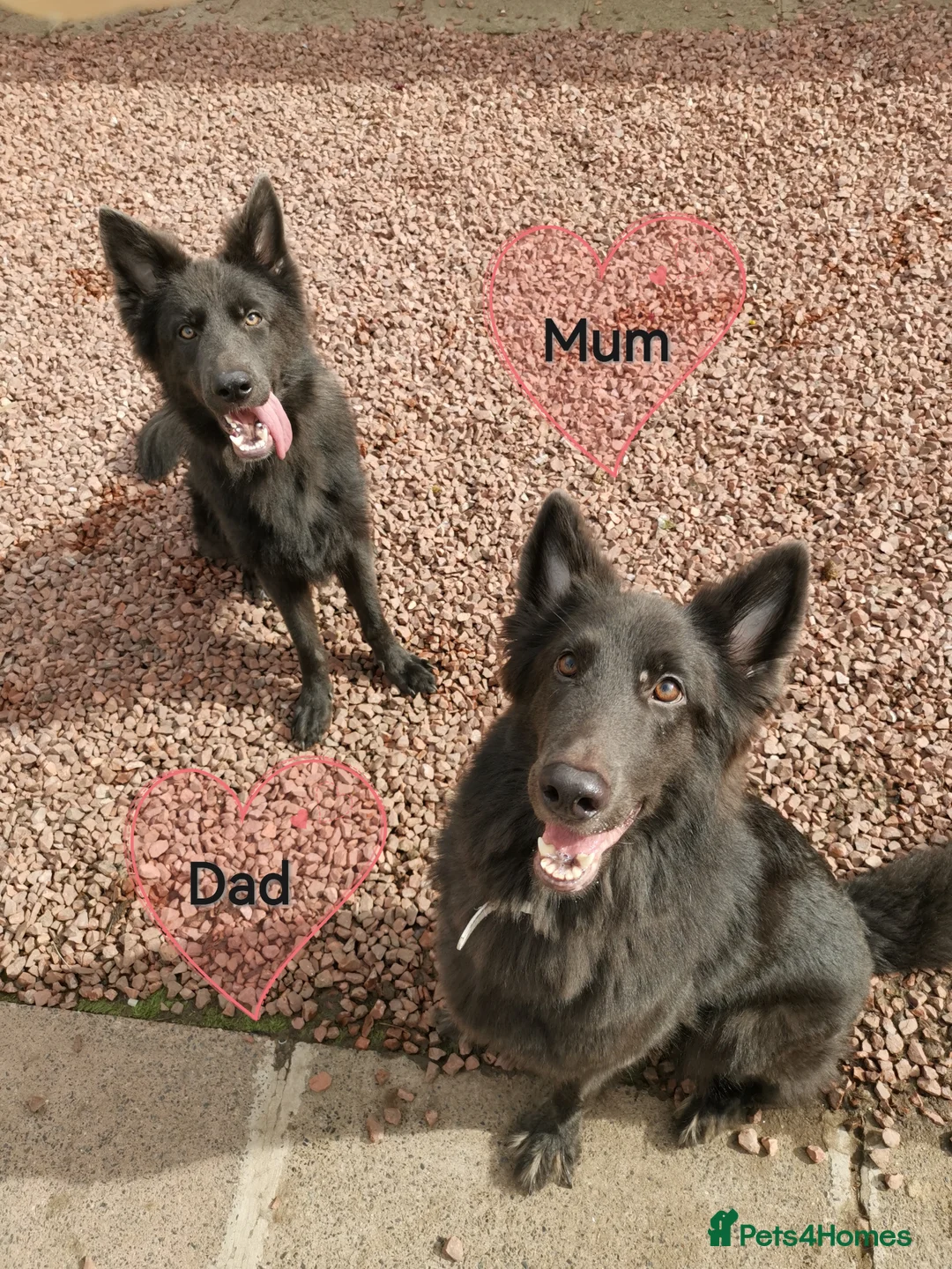 German Shepherd dogs for sale: 💙🐾 Rare Blue & Isabella German shepherd puppies  - Advert 1