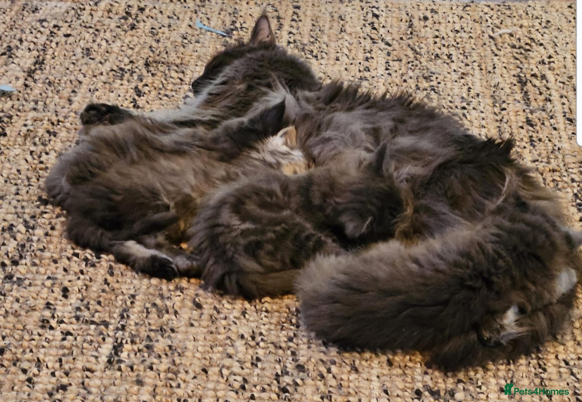 Maine Coon cats Blue Silver Maine coons Gccf **HAVE ARRIVED!** - Advert 15