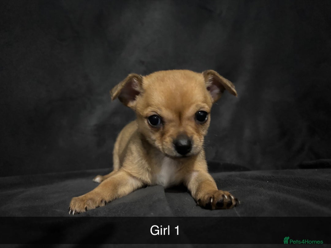 Chorkie dogs for sale: For sale  - Advert 5