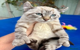 Bengal cats for sale: Gob smacking rare kittens  - Image 17