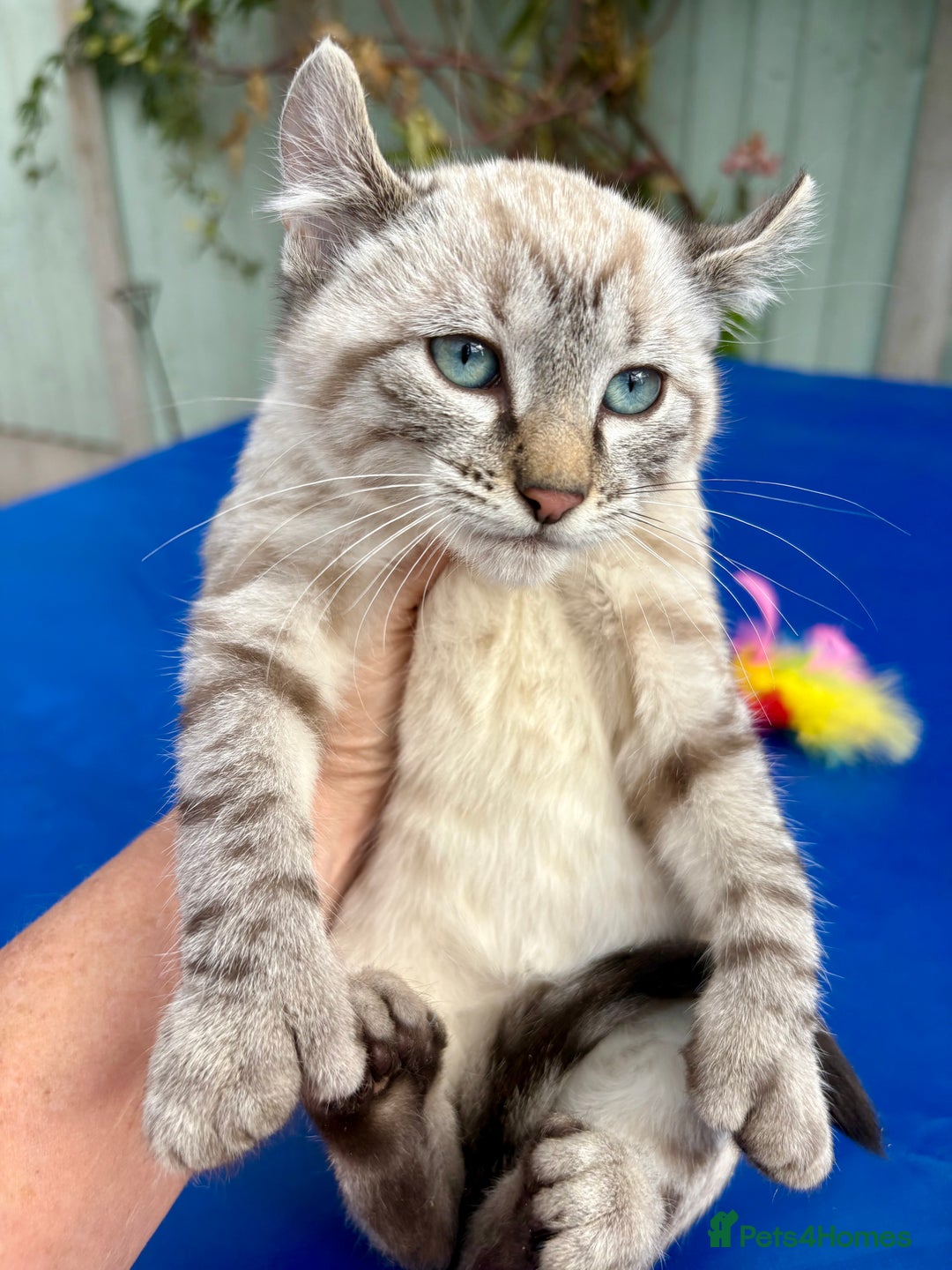 Bengal cats for sale: Gob smacking rare kittens  - Image 17