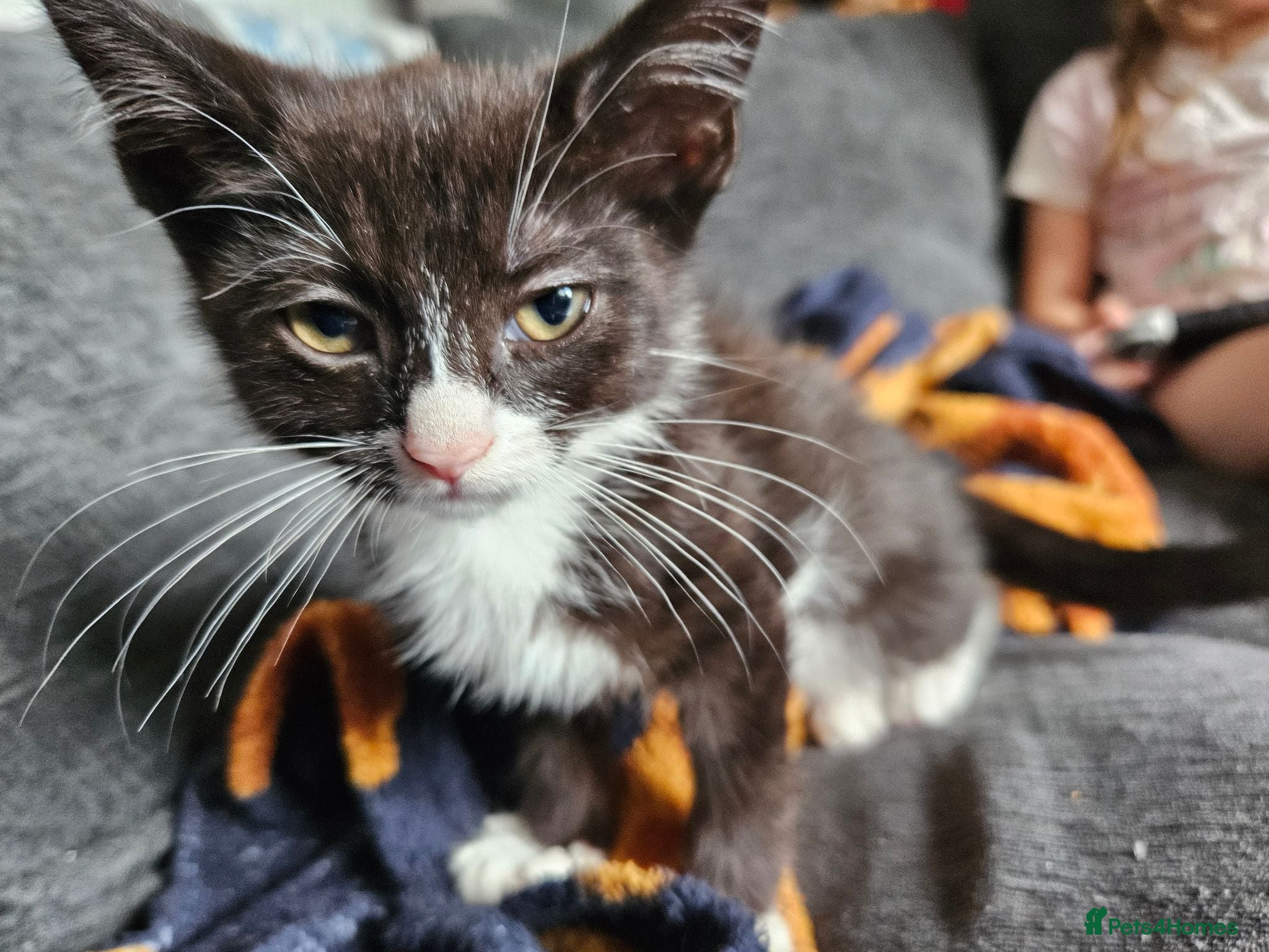 Mixed Breed cats Kittens for sake - Advert 1