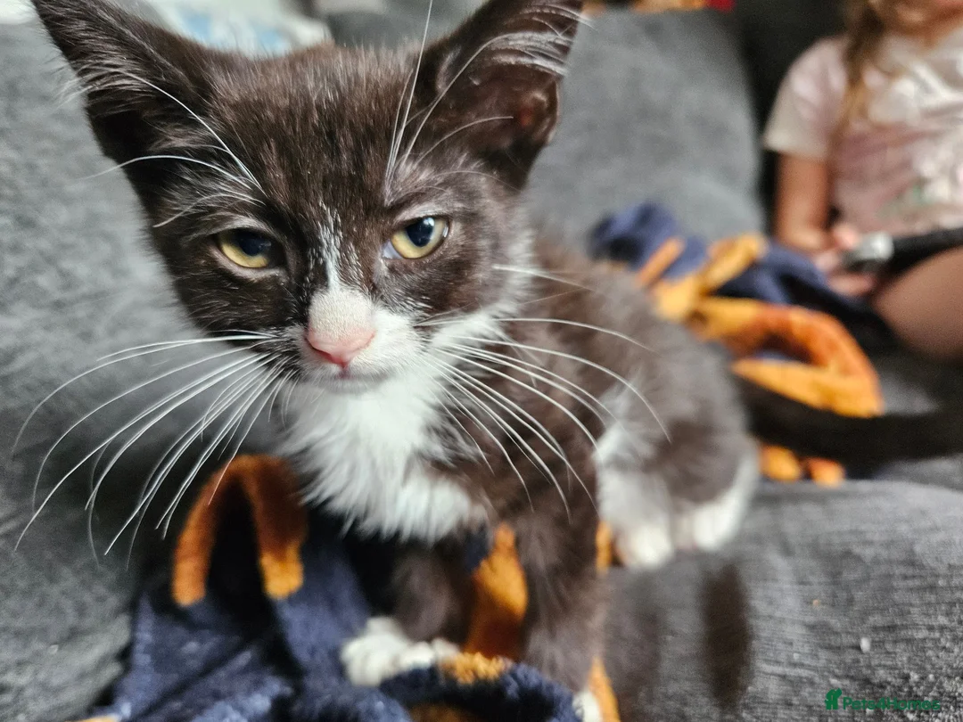 Mixed Breed cats for sale: Kittens for sake - Advert 1