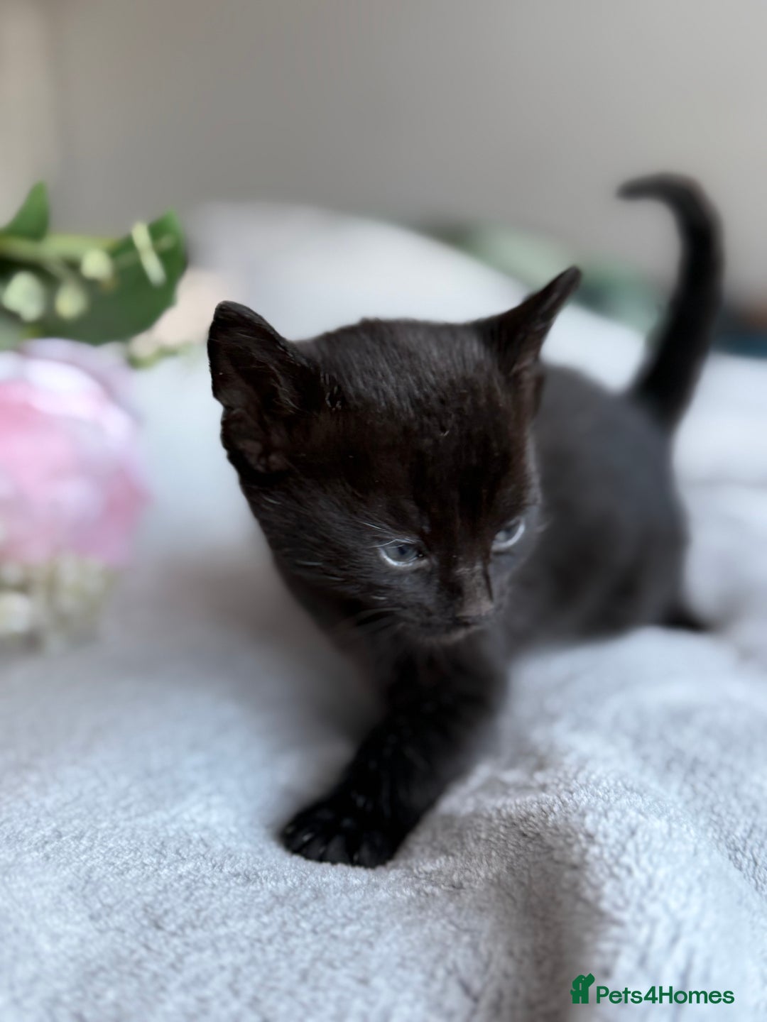 Mixed Breed cats for sale: Adorable Kittens Looking for Their Forever Homes ✨ - Image 16