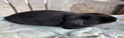 Mini Lop rabbits for sale: Black minilop doe - Advert 5