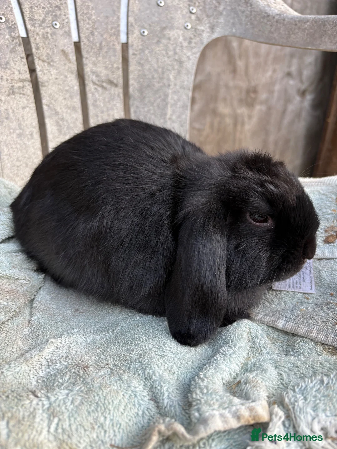 Mini Lop rabbits for sale: Black minilop doe - Advert 5