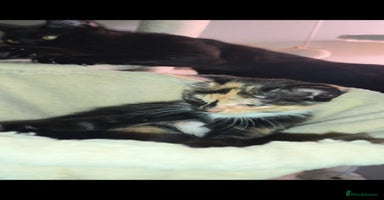 Mixed Breed cats - Advert 15
