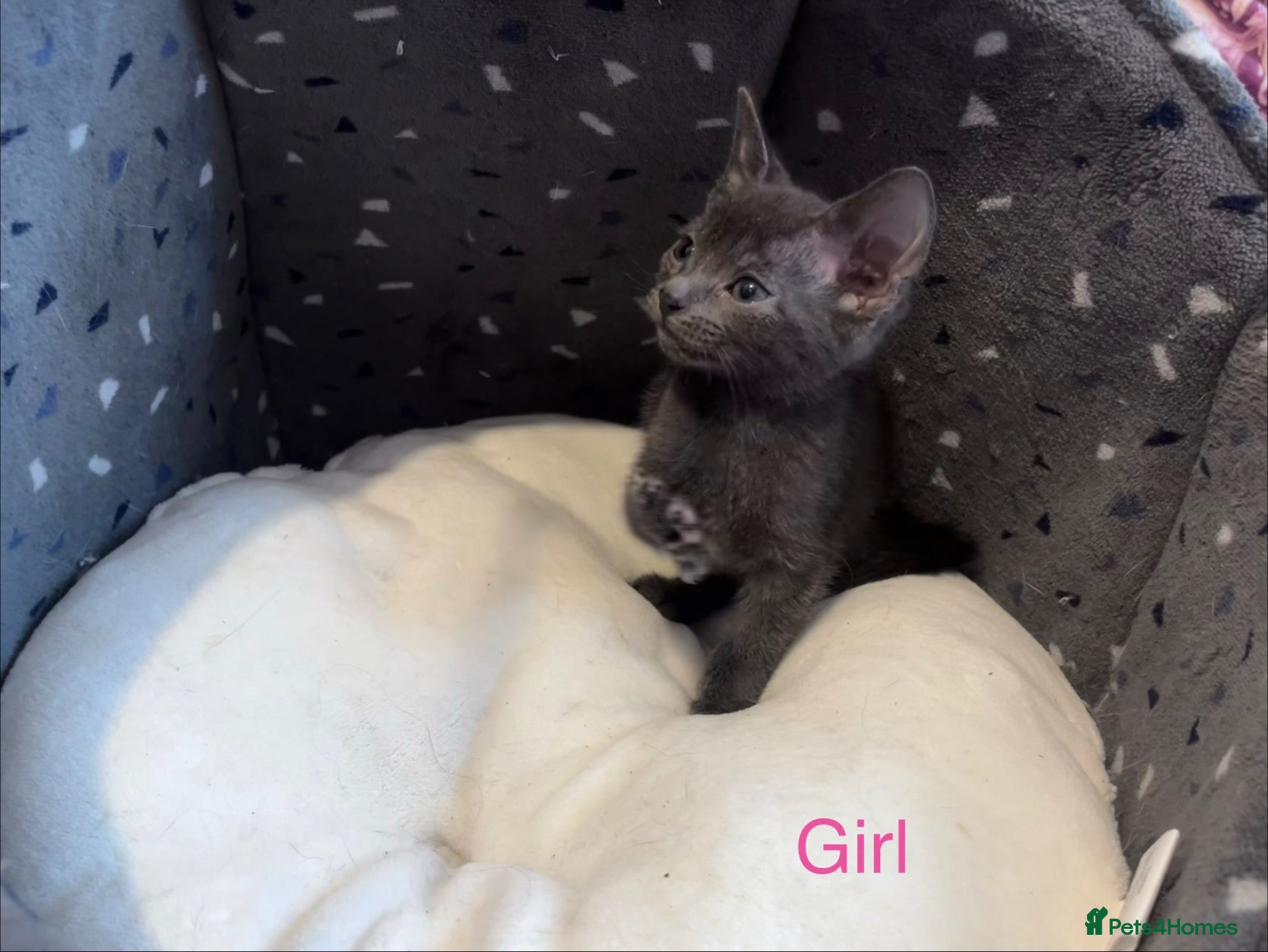 Mixed Breed cats for sale: Female Blue Kitten - Advert 18