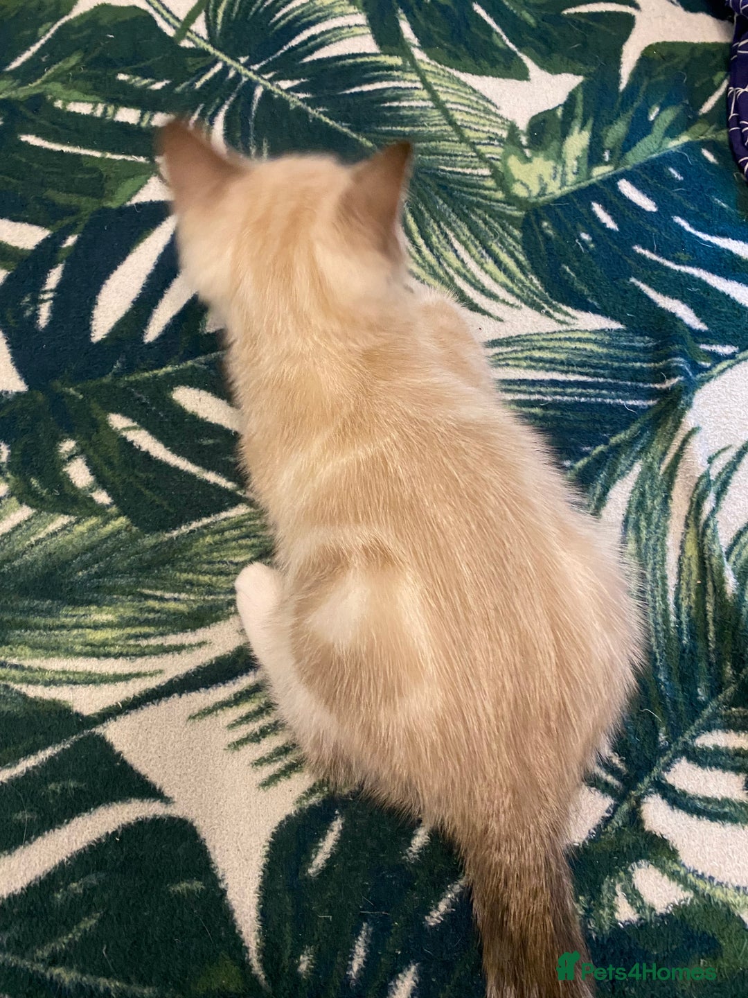Ragdoll cats for sale: 3 cute boys ready for reservation 🐱 - Image 14
