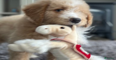 Mixed Breed dogs F1B SAINTBERNADODLE BRAMLEY BOY  NOVA B/W GIRL - Advert 1