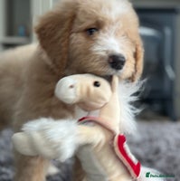 Mixed Breed dogs F1B SAINTBERNADODLE BRAMLEY BOY NOVA B/W GIRL - Advert 4