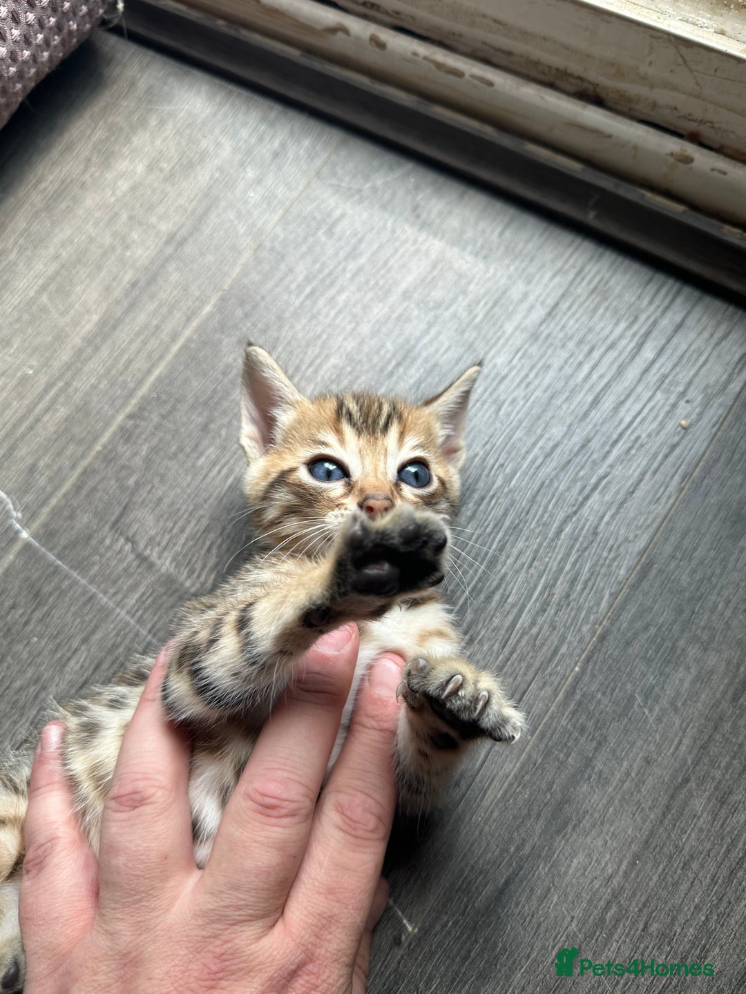 Bengal cats for sale: Snow Mink/Brown Rossette Blue Eyed Bengals - Image 8