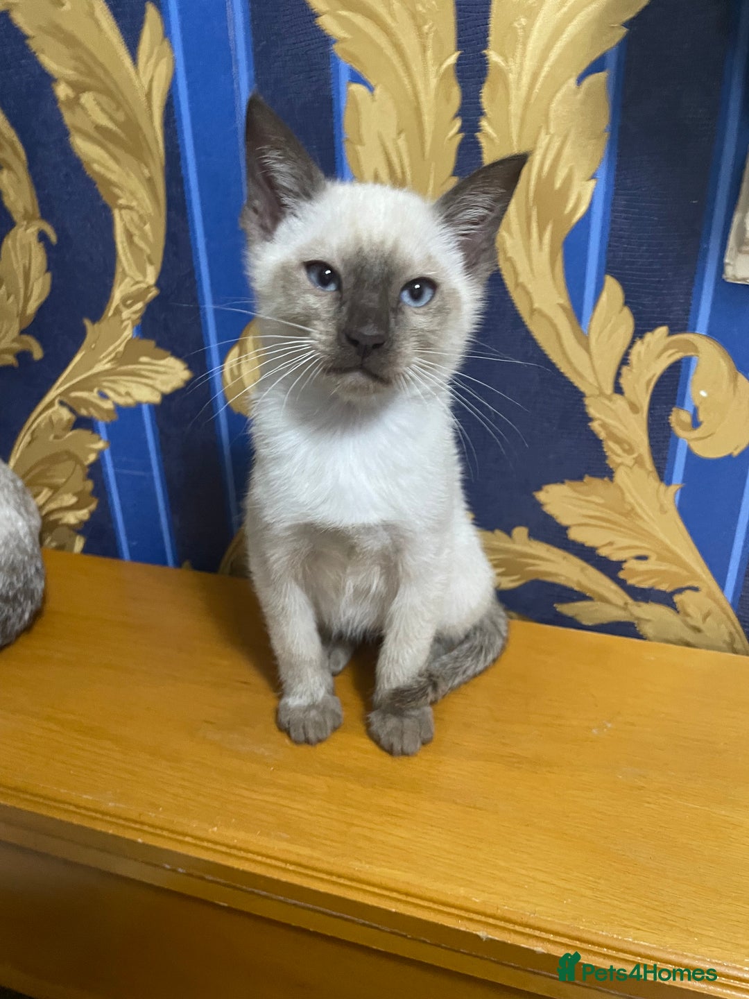 Bengal cats for sale: ABSOLUTELY BEAUTIFUL KITTENS 🐈‍⬛ XX - Advert 24