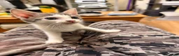 Bengal cats for sale: Beautiful bengal  in Sidcup - Advert 9