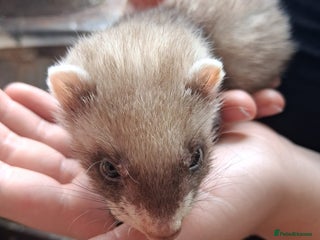 Ferret rodents - Advert 6
