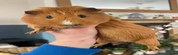 Guinea Pig rodents for sale: Beautiful curious guinea pigs available  - Advert 1