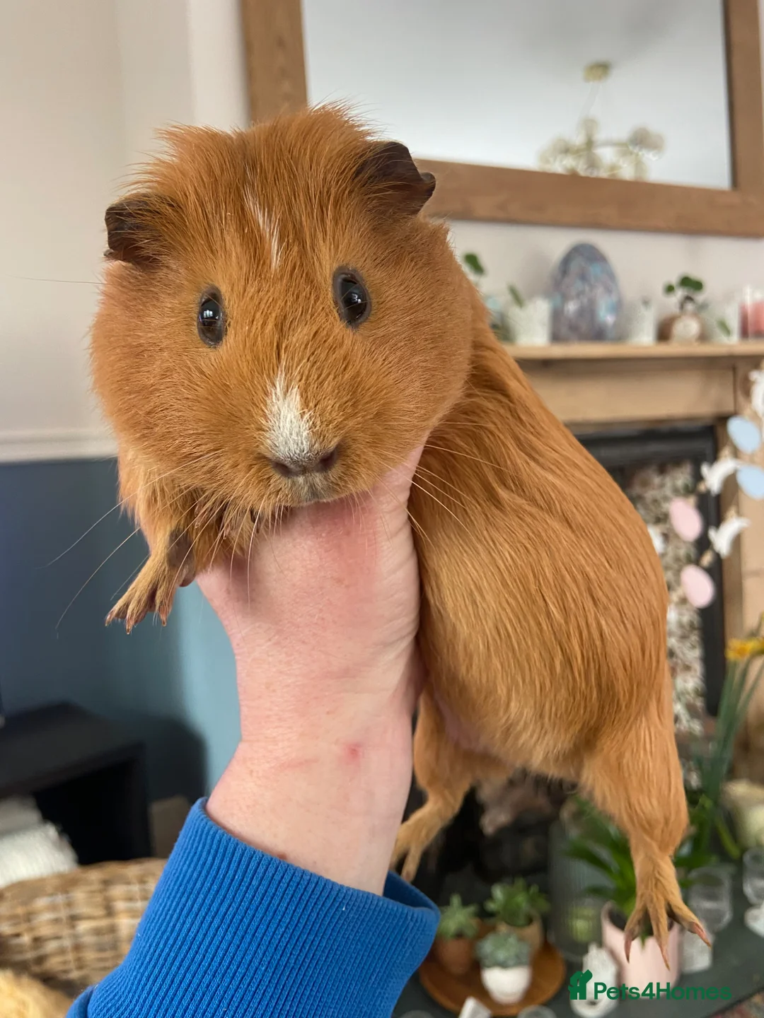 Guinea Pig rodents for sale: Beautiful curious guinea pigs available  - Advert 1