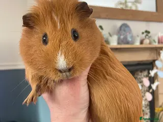 Guinea Pig rodents Beautiful curious guinea pigs available - Advert 1