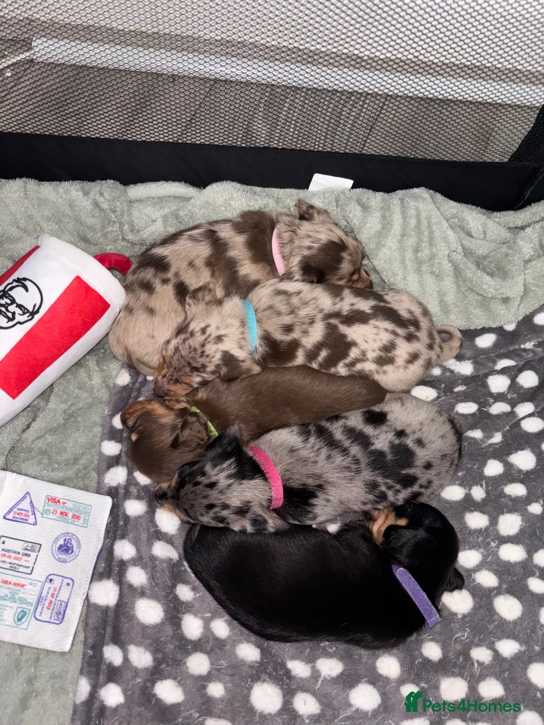 Dachshund dogs for sale: 🐾Mini Dachshund x Chihuahua (Chiweenie) - Advert 13