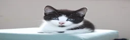 Mixed Breed cats for sale: Boy kitten ready to leave  - Advert 9