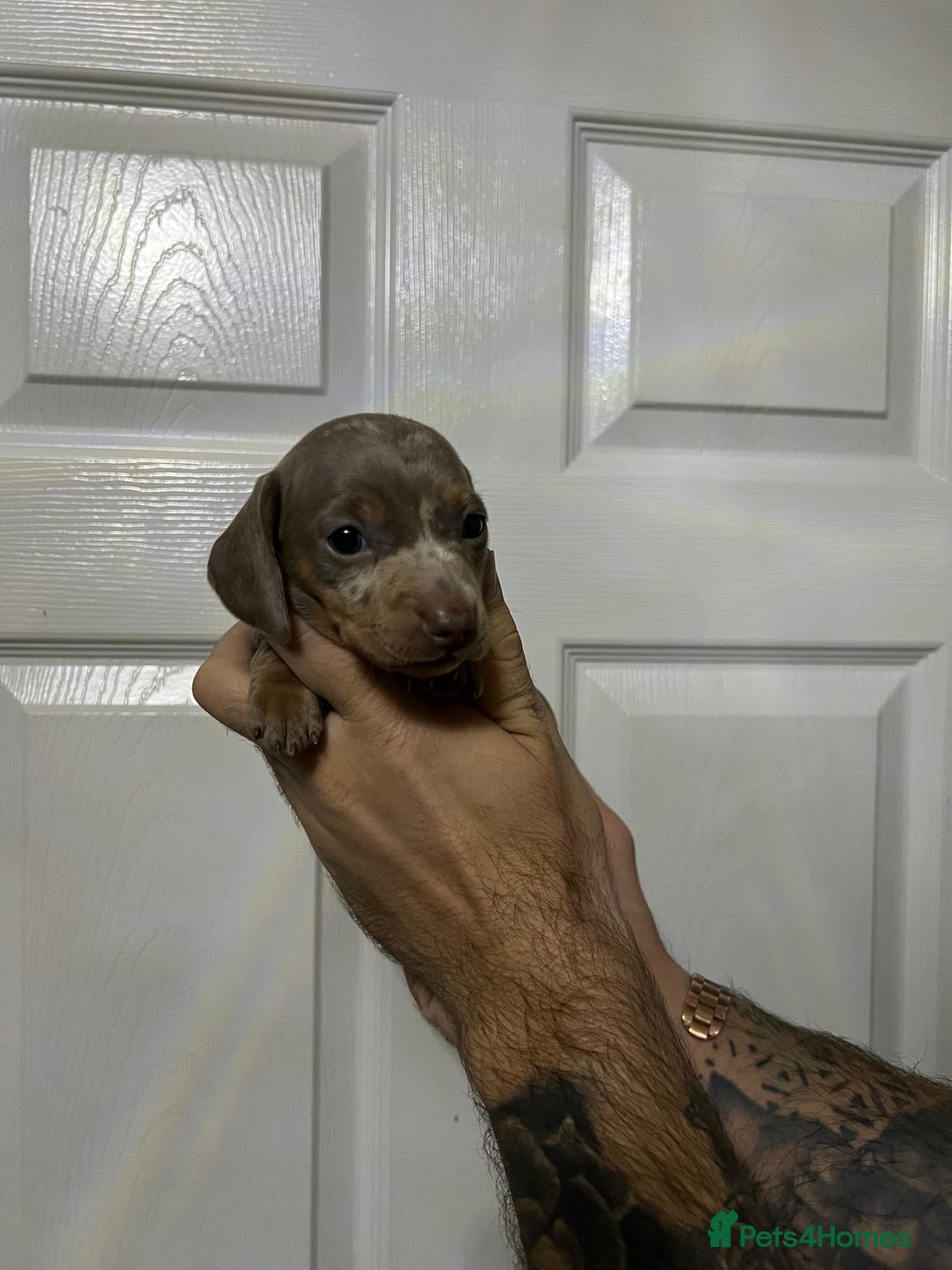 Miniature Dachshund dogs for sale: Isabelle tan dapple miniature dachshund KC reg - Advert 4