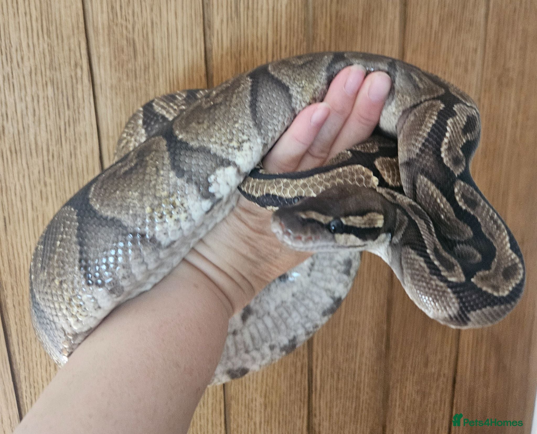 Python Snake reptiles GHI Royal Python  - Advert 17