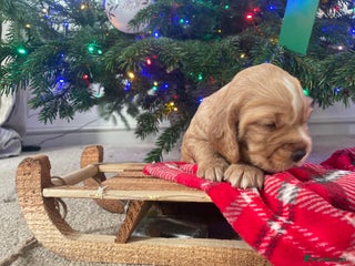 Cocker Spaniel dogs Lovely natured spaniel puppies - Advert 13