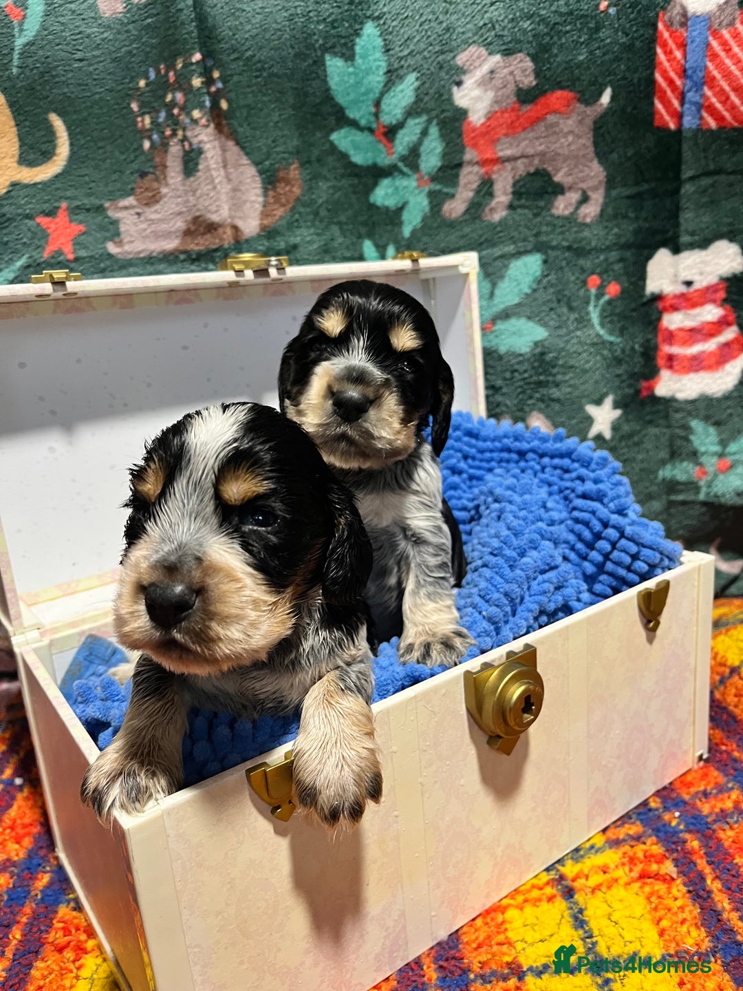 Cocker Spaniel dogs for sale: Kc Reg Cocker Spaniels parents DNA Clear  - Advert 6