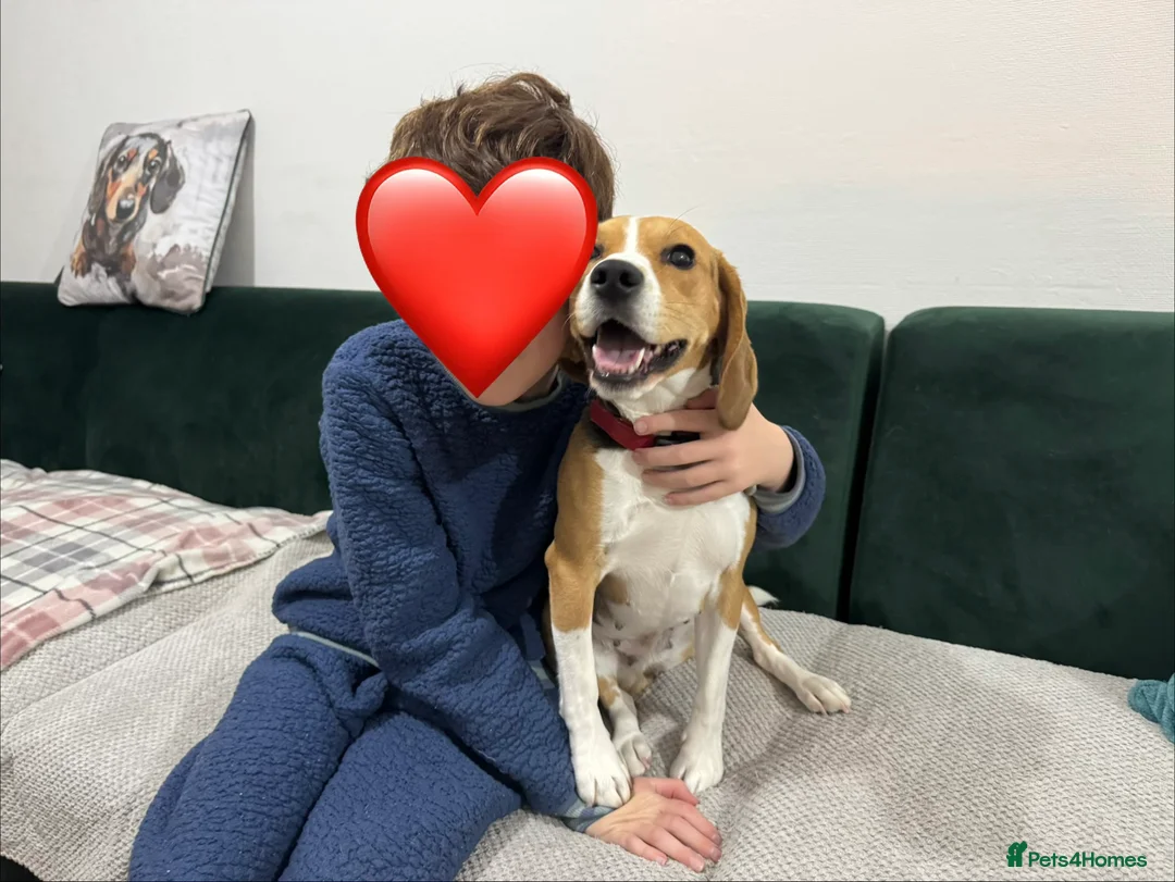 Beagle dogs for sale: KC Reg Pedigree Tri coloured beagles - Advert 9