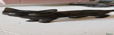 Mixed Breed 2
