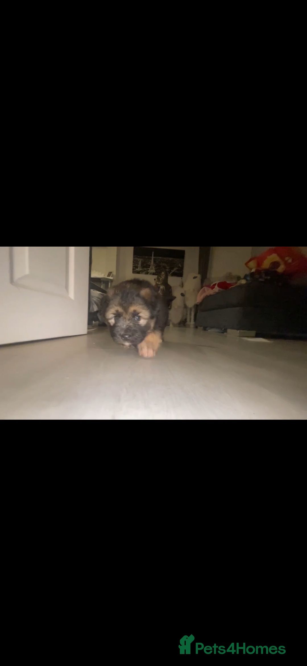 Mixed Breed dogs for sale: *only 1 male left* Malkita puppies 4 boys - Advert 24