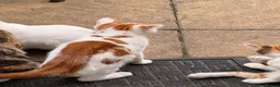 Mixed Breed cats for sale: KITTENS FOR SALE IN THE WEMBLEY AREA in Wembley - Advert 2