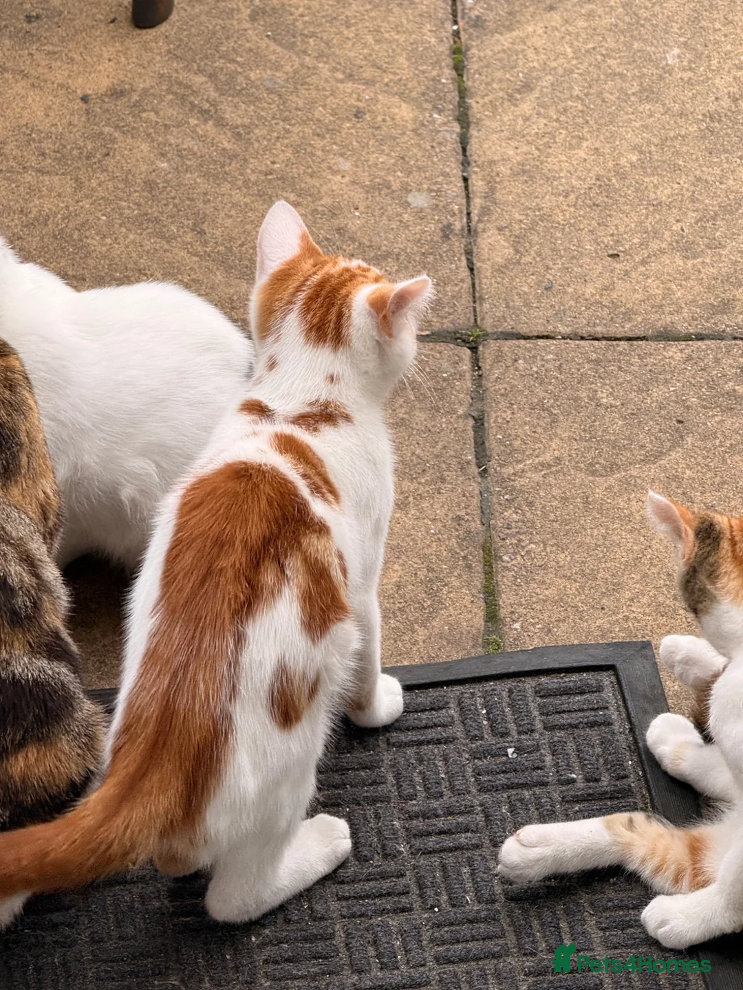 Mixed Breed cats for sale: KITTENS FOR SALE IN THE WEMBLEY AREA in Wembley - Advert 2