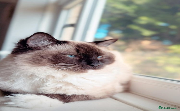 Ragdoll cats - Advert 12