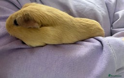 Guinea Pig rodents for sale: 2x Female Guinea pigs - Image 4