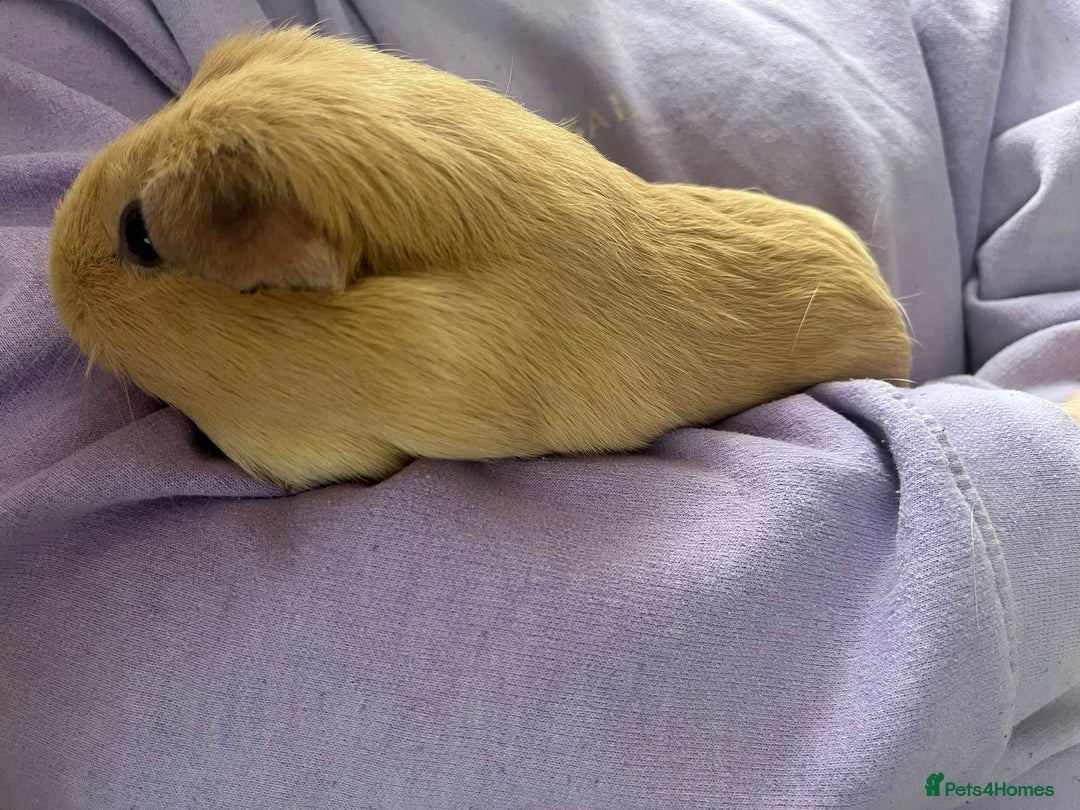 Guinea Pig rodents for sale: 2x Female Guinea pigs - Image 4