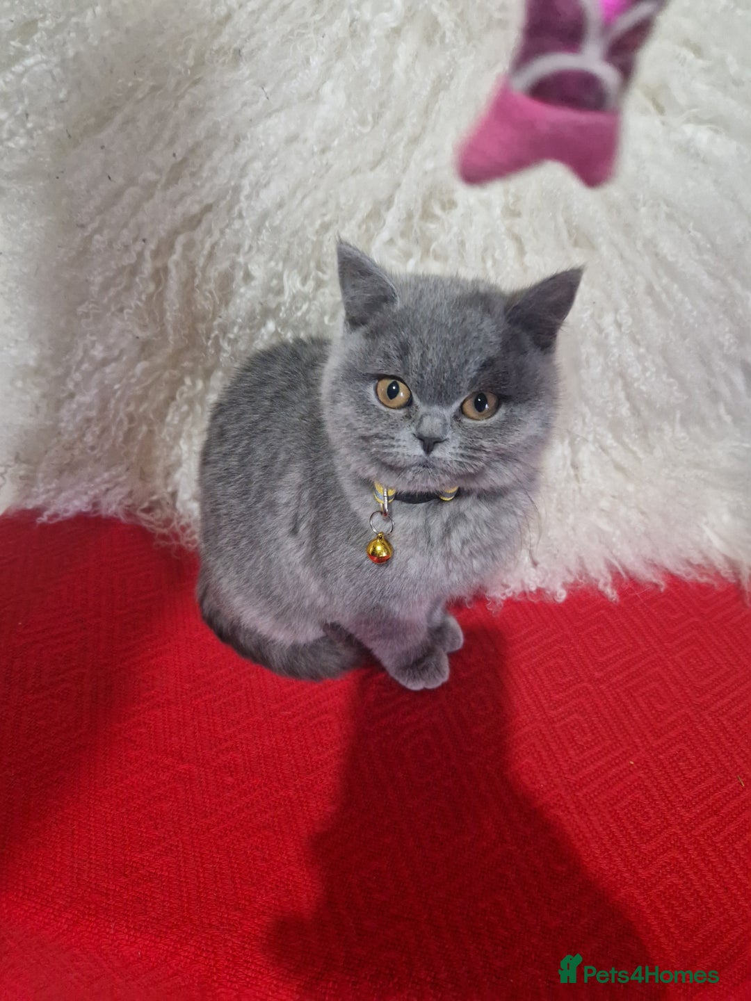 British Shorthair cats for sale: British shoort hair blue kittens for sale  - Advert 4