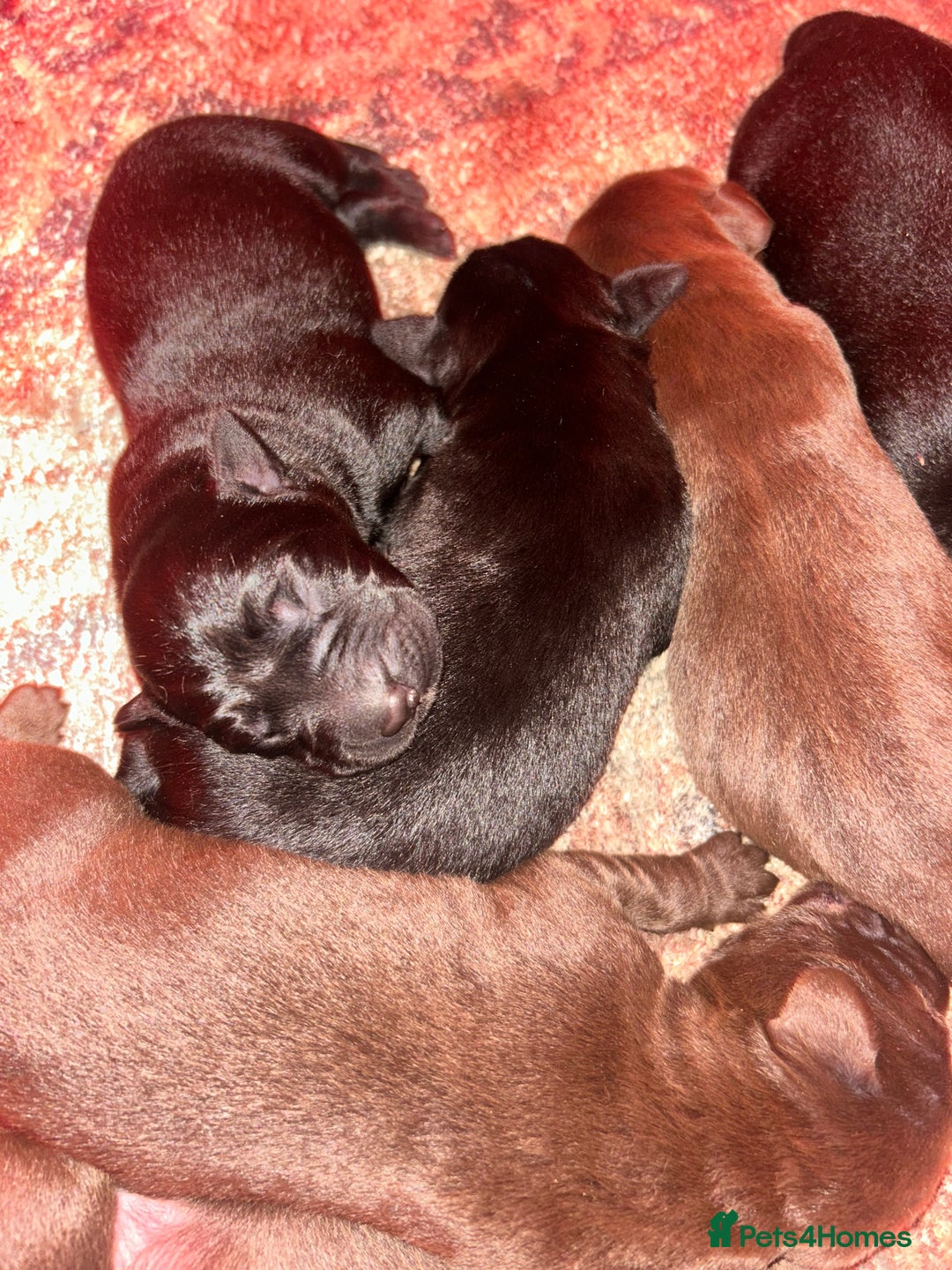 Labrador Retriever dogs for sale: Beautiful Labrador Retriever Puppies KC Registered - Advert 6