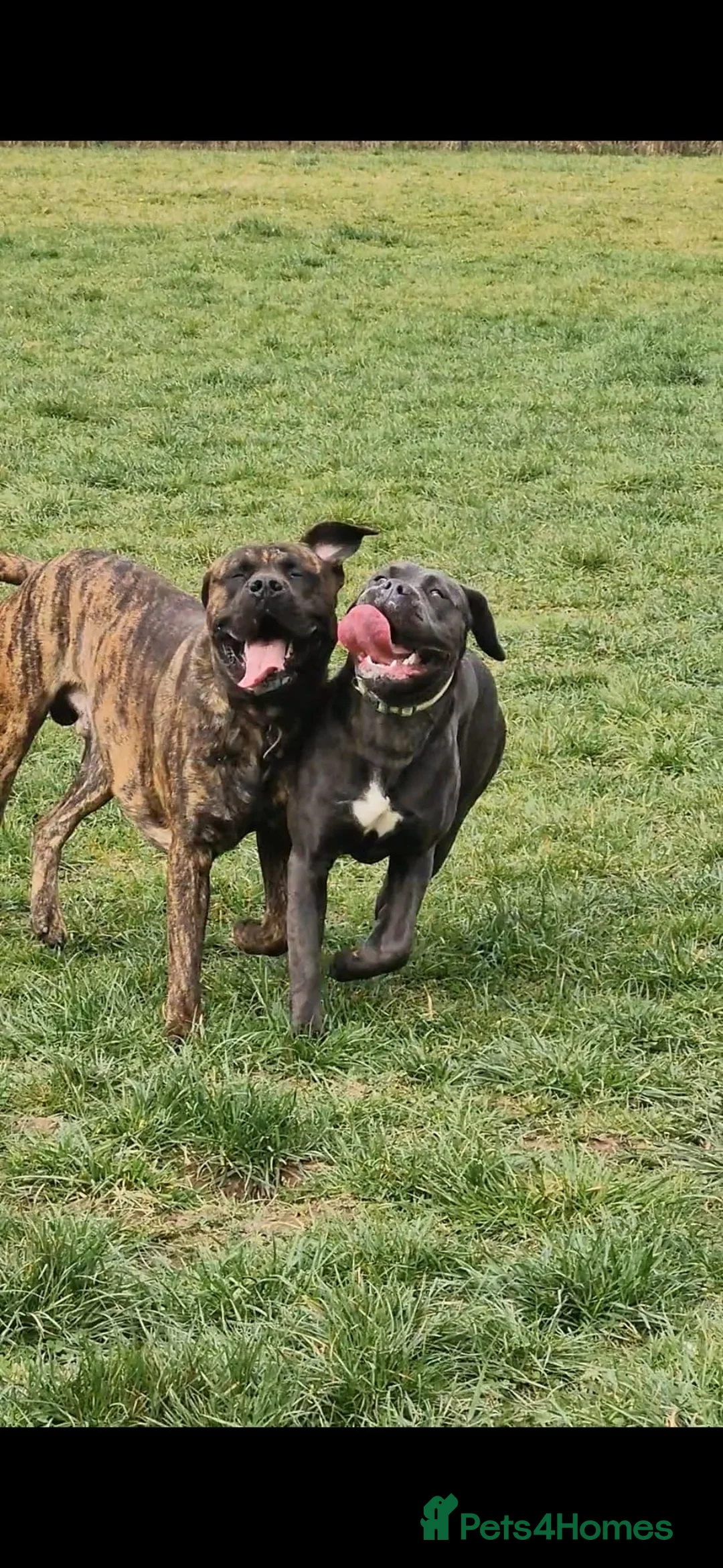 Mixed Breed dogs for sale: Cane Corso x Presa Canario Puppies  - Advert 41