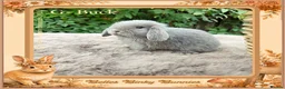 Mini Lop rabbits for sale: 🌻Beautiful Baby Mini Lops 🌻 Ready 5th & 11th Sep - Advert 1