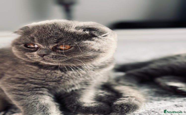 Scottish Fold cats - Advert 6
