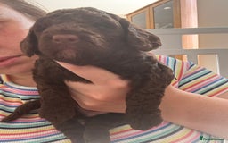 Cockapoo dogs for sale: 25%cocker spaniel 75% toy red poodle - Image 10