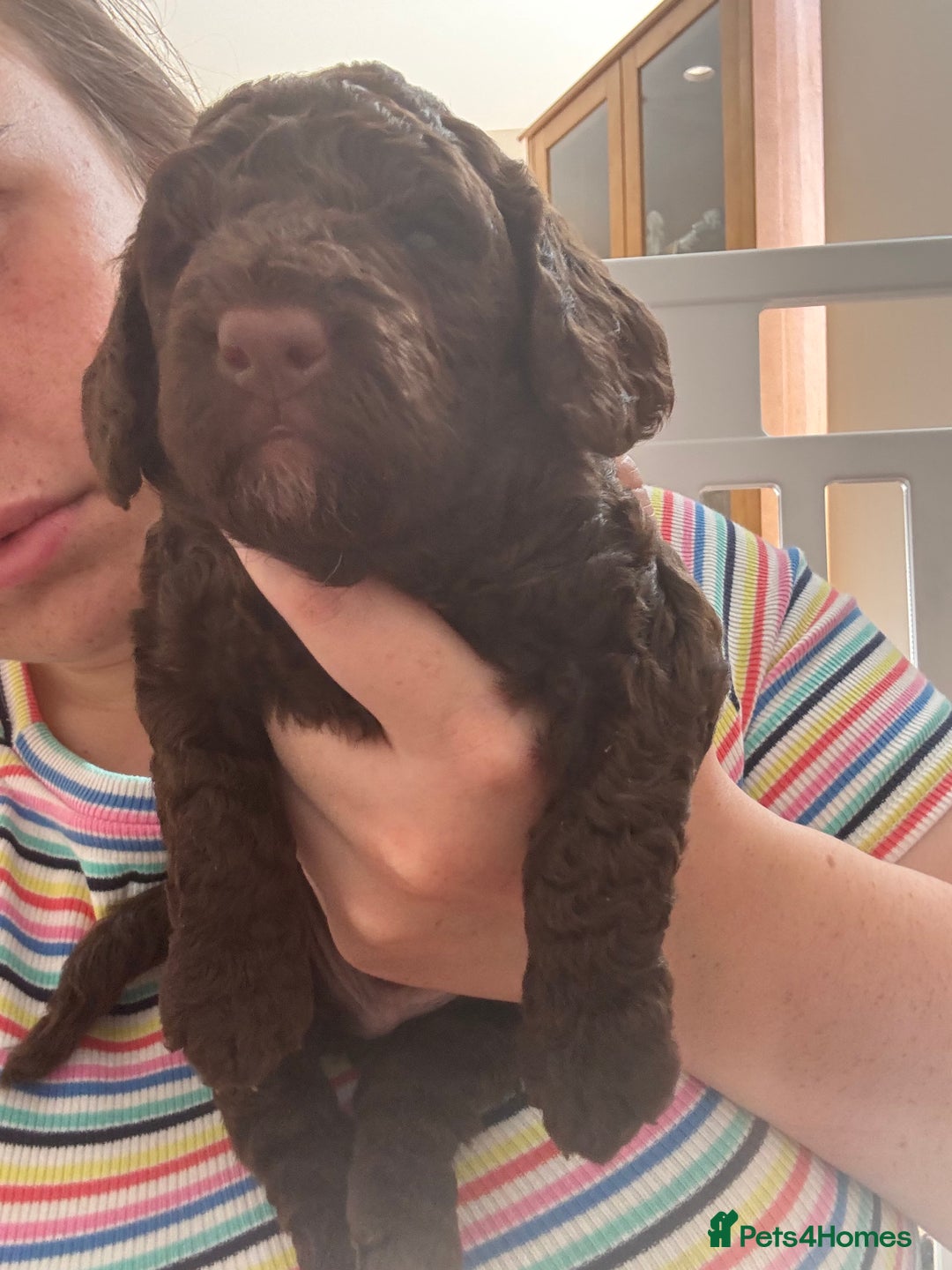 Cockapoo dogs for sale: 25%cocker spaniel 75% toy red poodle - Image 10