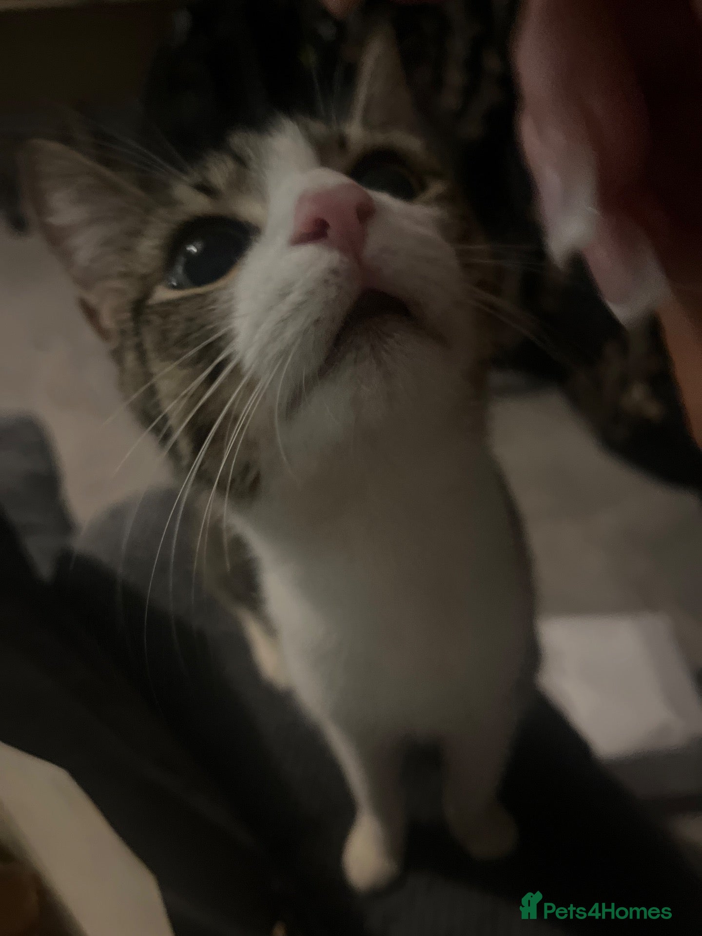 Mixed Breed cats for sale: Cute kittens for sale - Advert 3