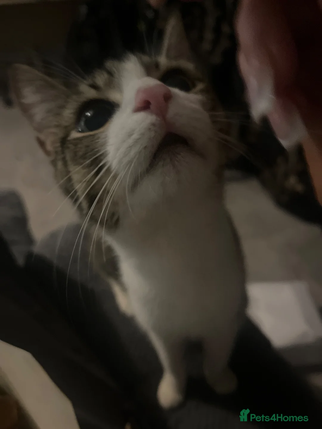 Mixed Breed cats for sale: Cute kittens for sale in Manchester - Advert 1