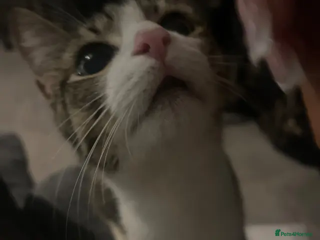 Mixed Breed cats for sale: Cute kittens for sale - Advert 7