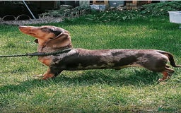 Mixed Breed dogs for sale: Jack Russel/miniature Datchound - Image 29